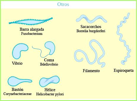 Clasificacion Y Estructura De Las Bacterias Bacteriasyvirus S Blog